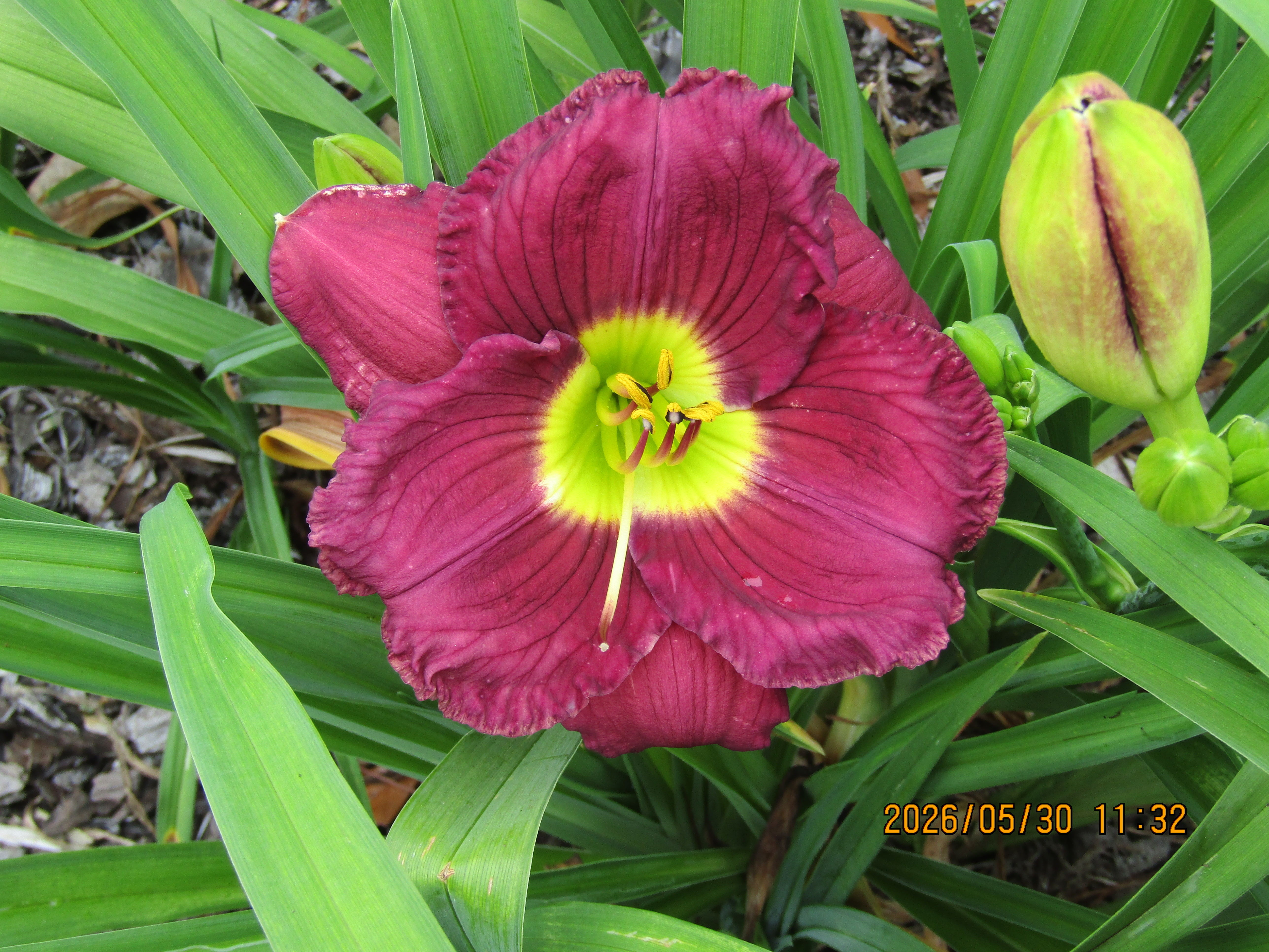 BOBBYS PURPLE MAJESTY